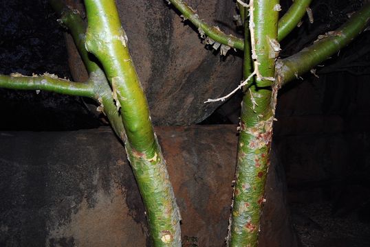 Image of <i>Commiphora marlothii</i>