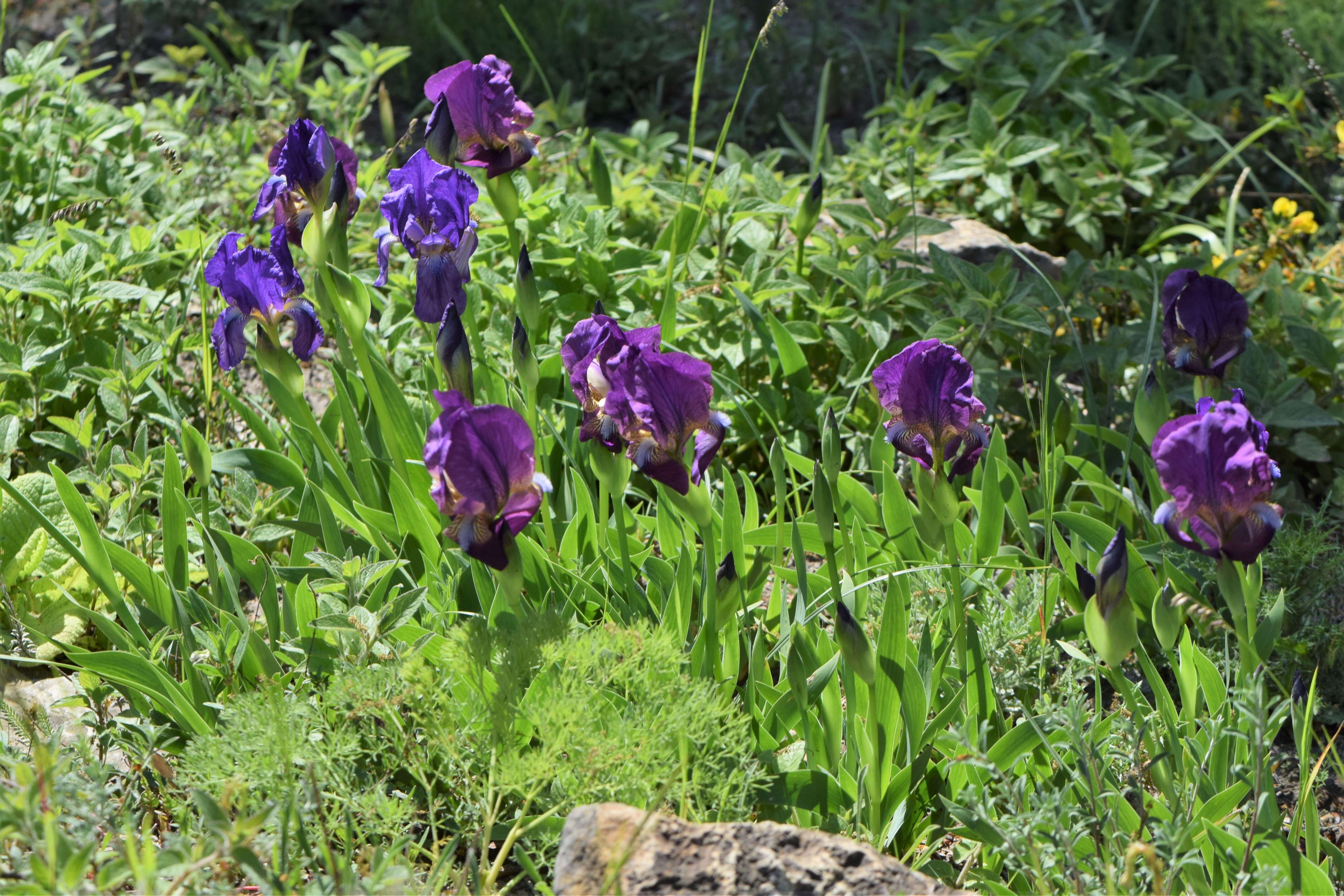 Image of Iris suaveolens Boiss. & Reut.