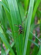 Image of Wasp beetle