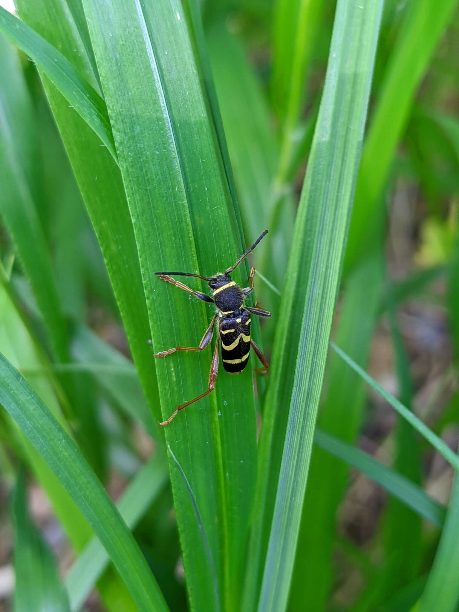 Image of Wasp beetle