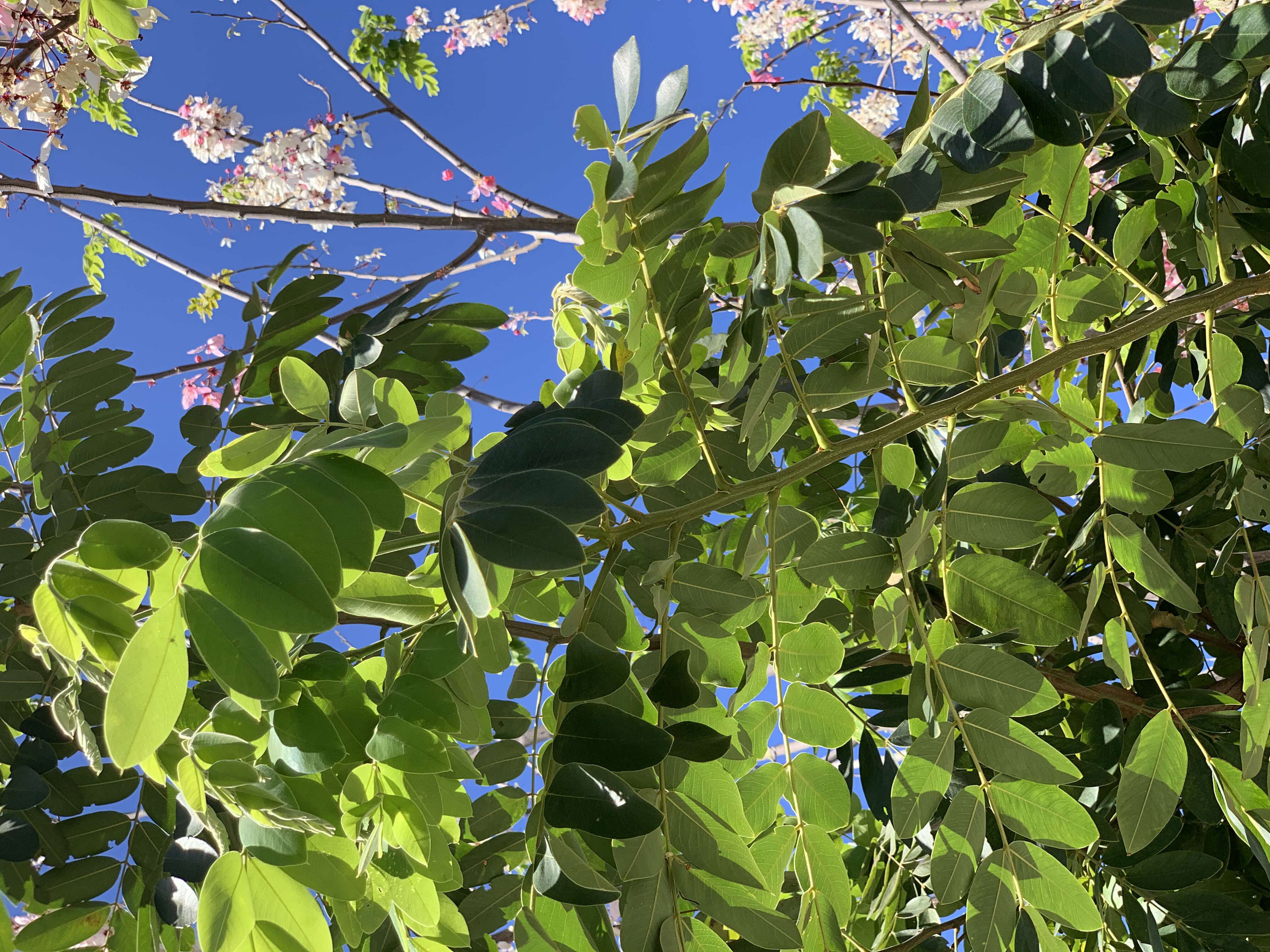 Image of Cassia bakeriana Craib