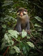 Image of Red-eared Guenon