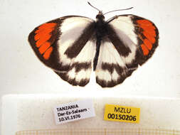 Image of Colotis euippe (Linnaeus 1758)