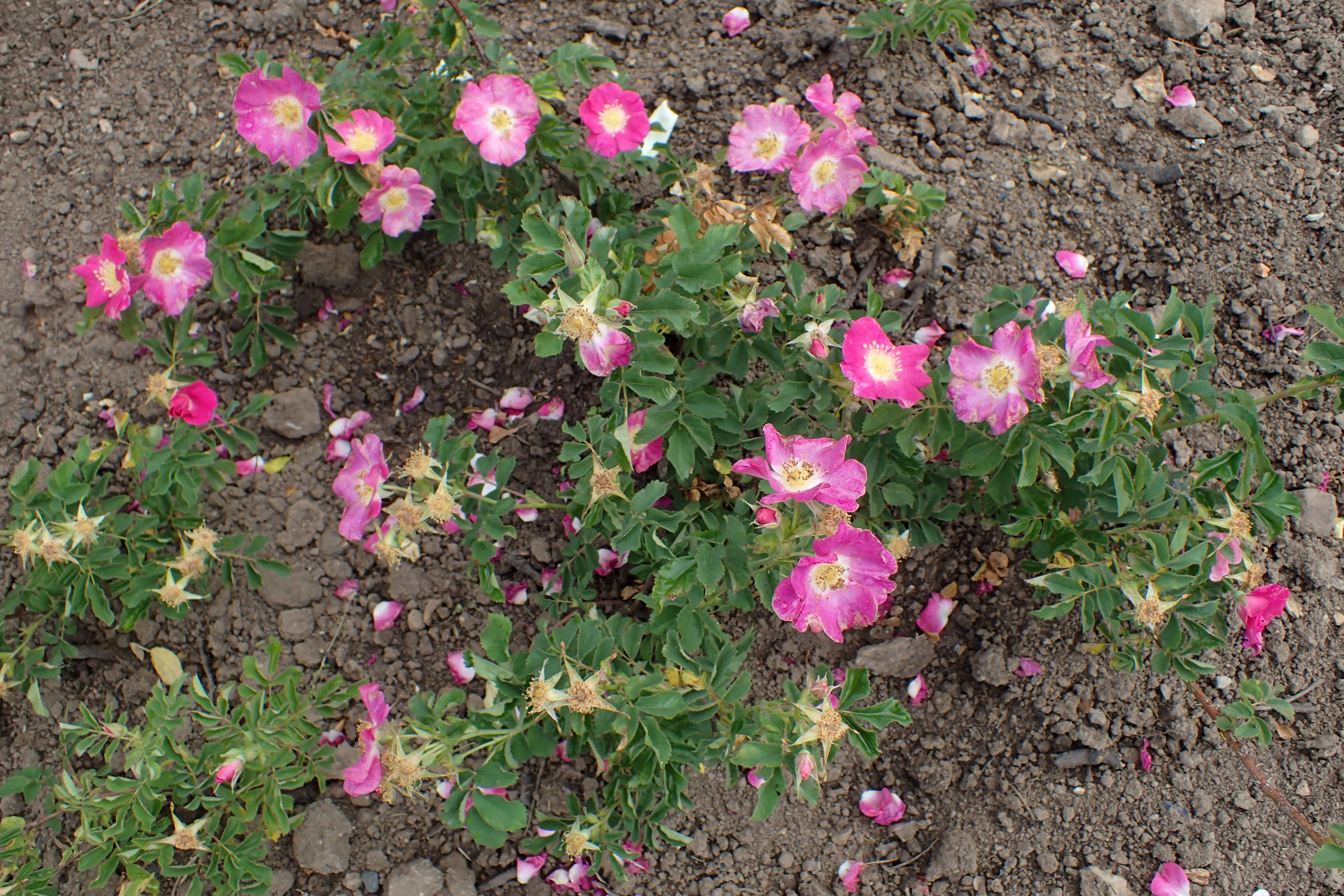 Image of prairie rose