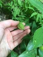 Image of mountain bellwort