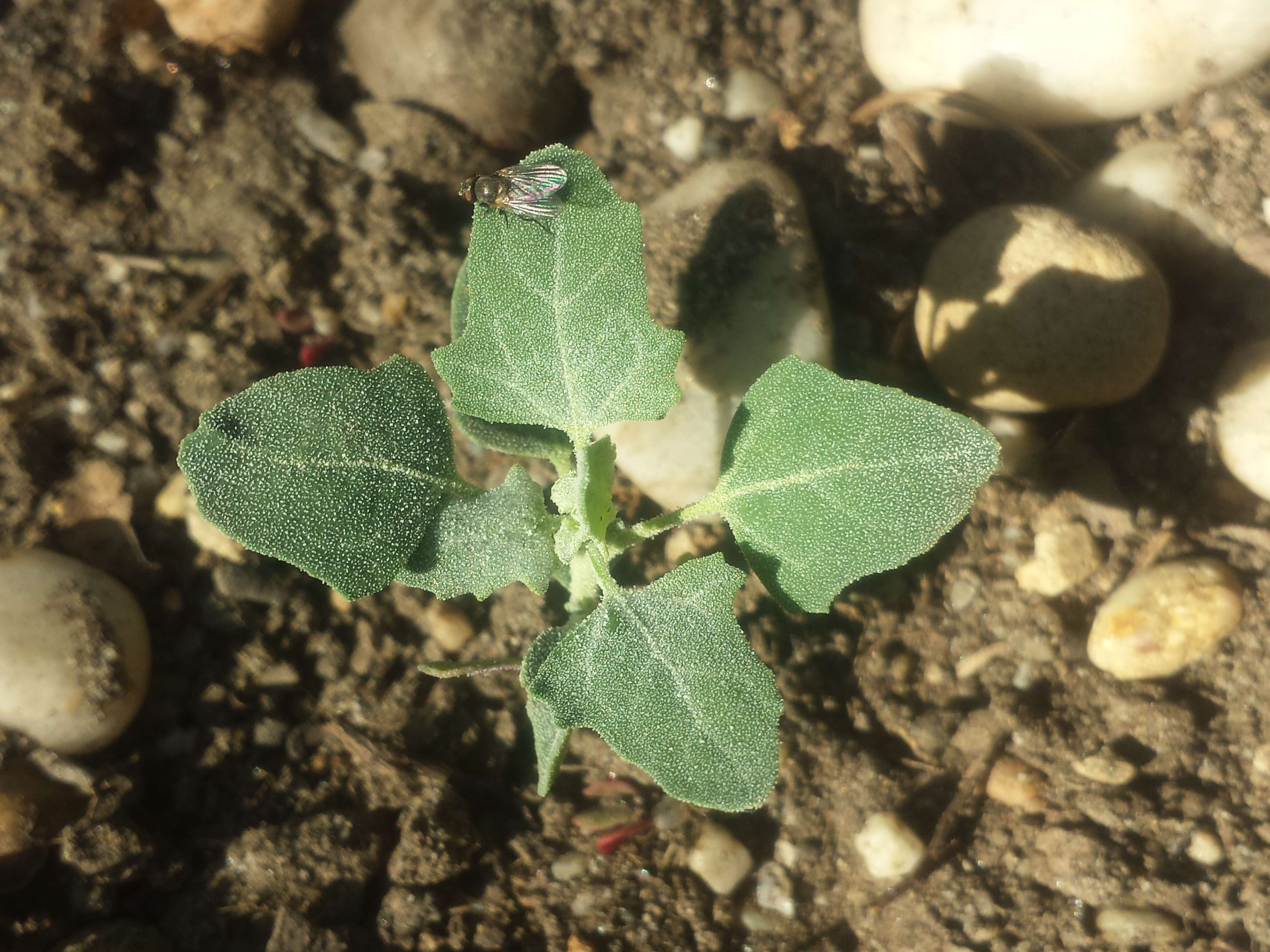 Plancia ëd Chenopodium opulifolium Schrader