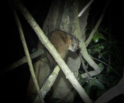 Image of Australian Cuscus