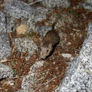 Image of Spiny Pocket Mouse
