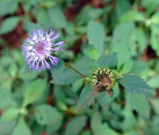 Plancia ëd Centratherum punctatum Cass.