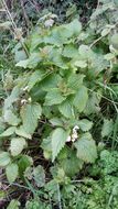 Image of <i>Lamium album</i>