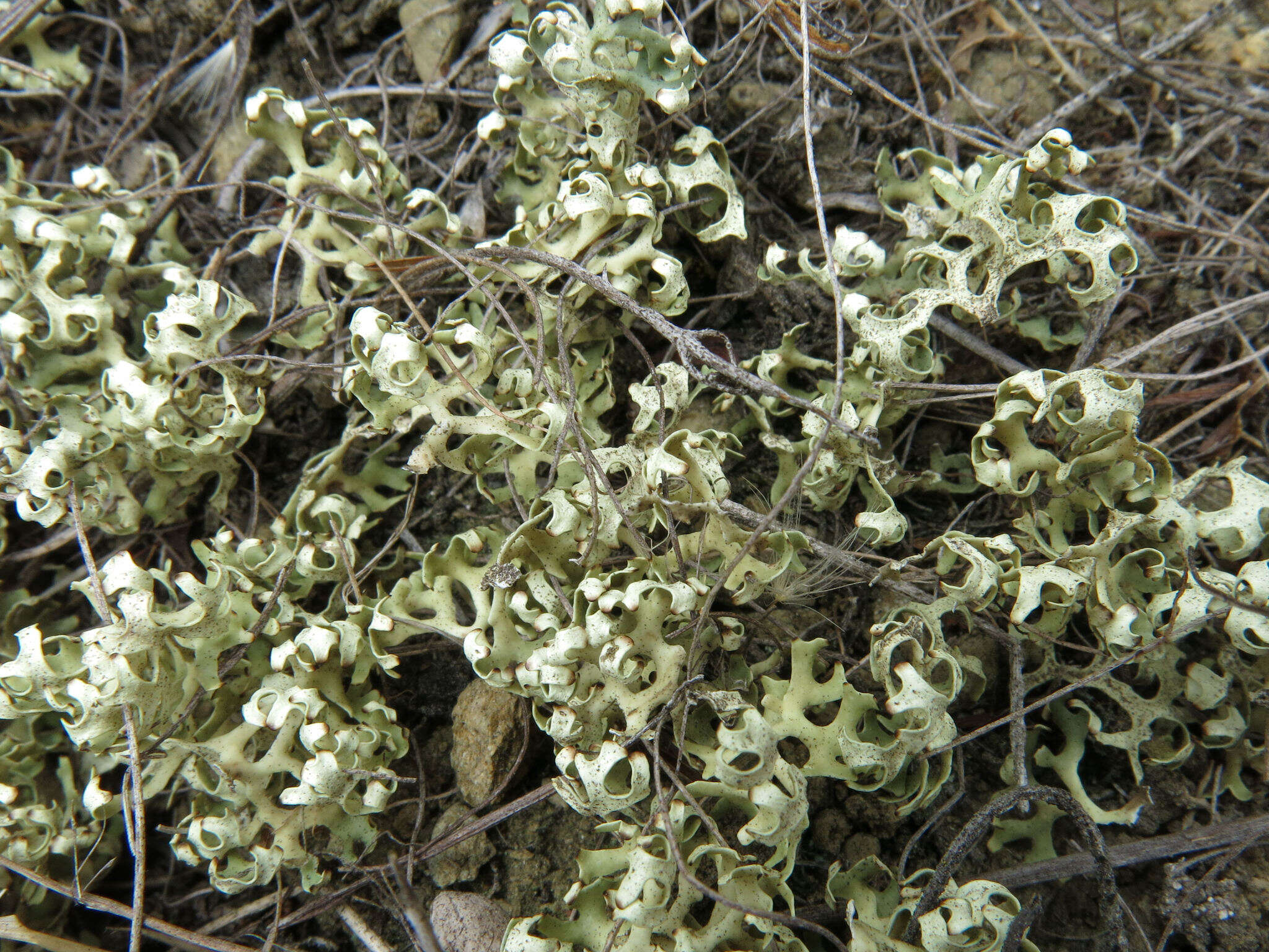 Image of Resurrection lichen