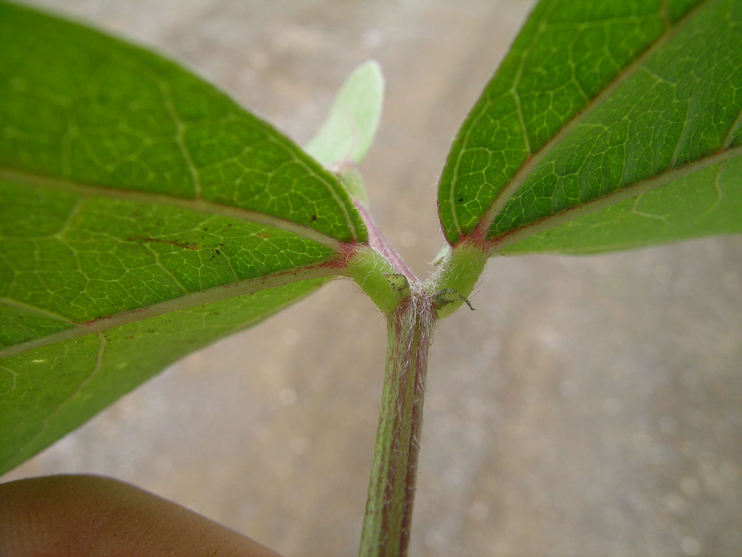 Image of hairypod cowpea