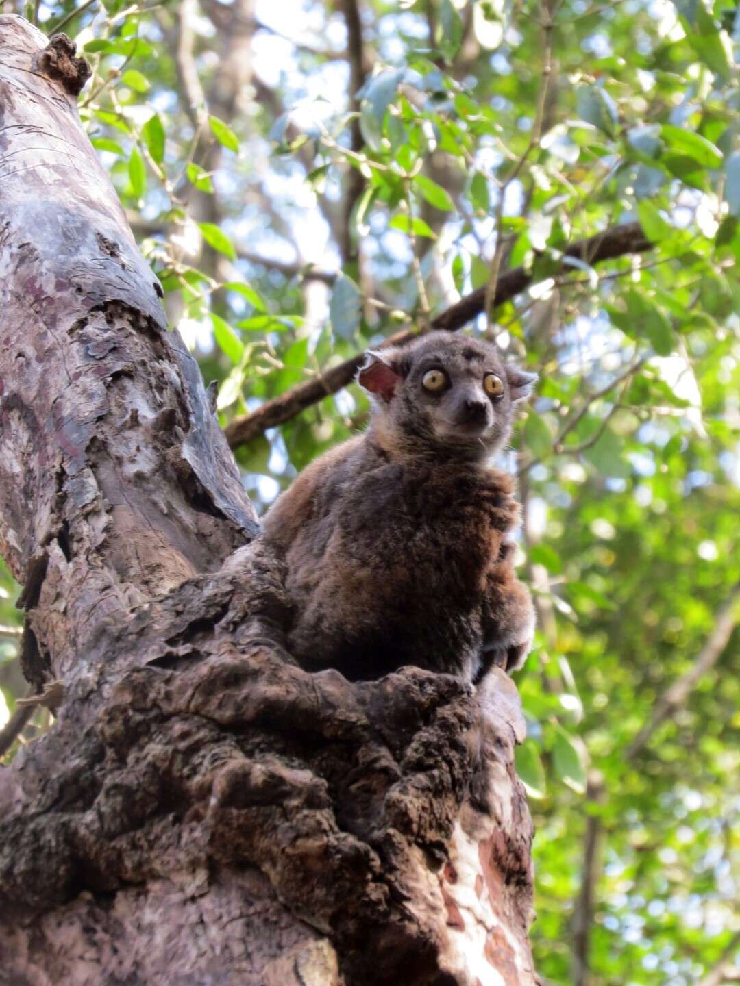 Image of Randrianasolo's Sportive Lemur