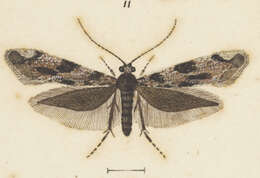 Image of Erechthias crypsimima (Meyrick 1920)