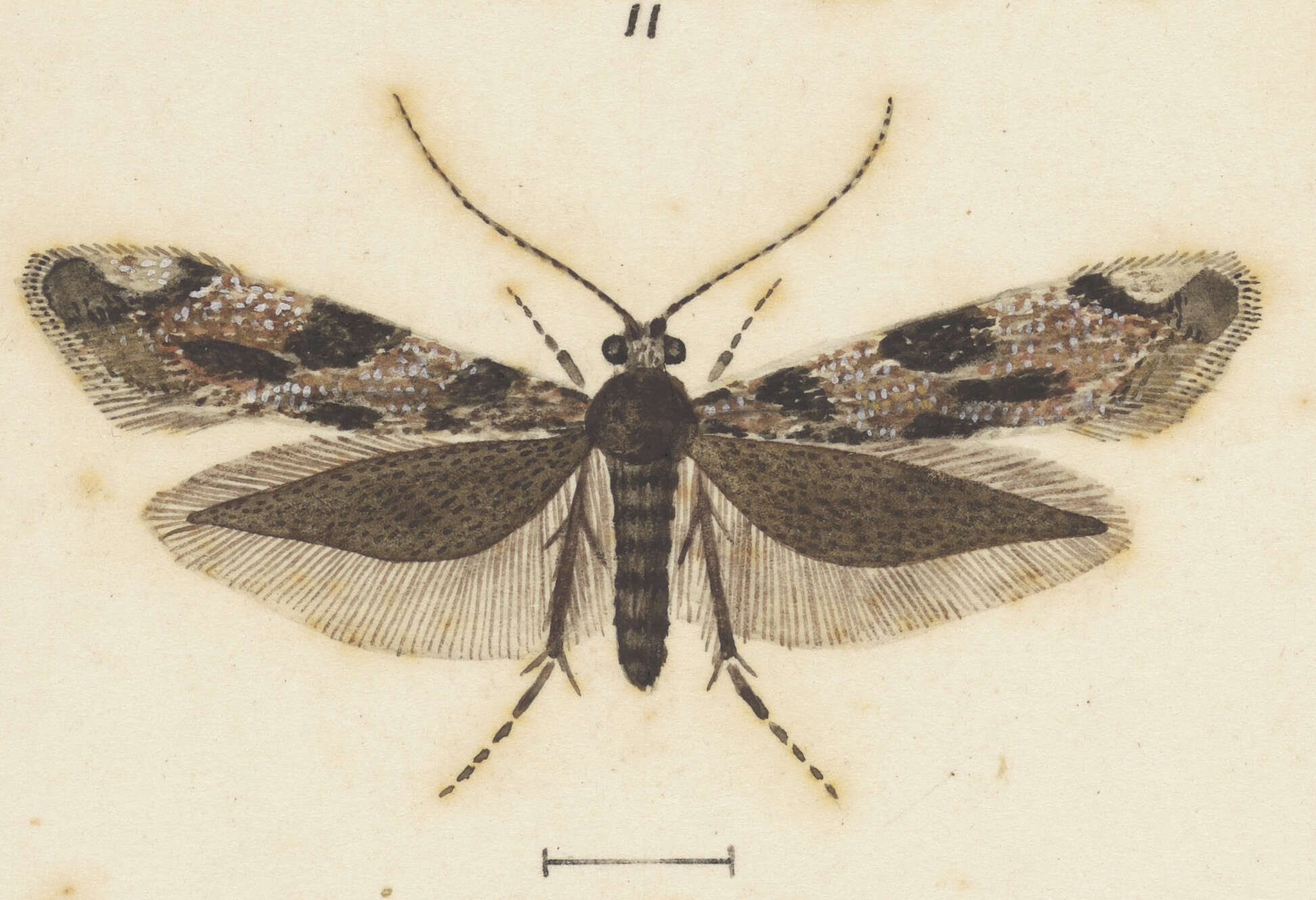 Image of Erechthias crypsimima (Meyrick 1920)