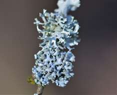 Image of Powder-headed tube lichen