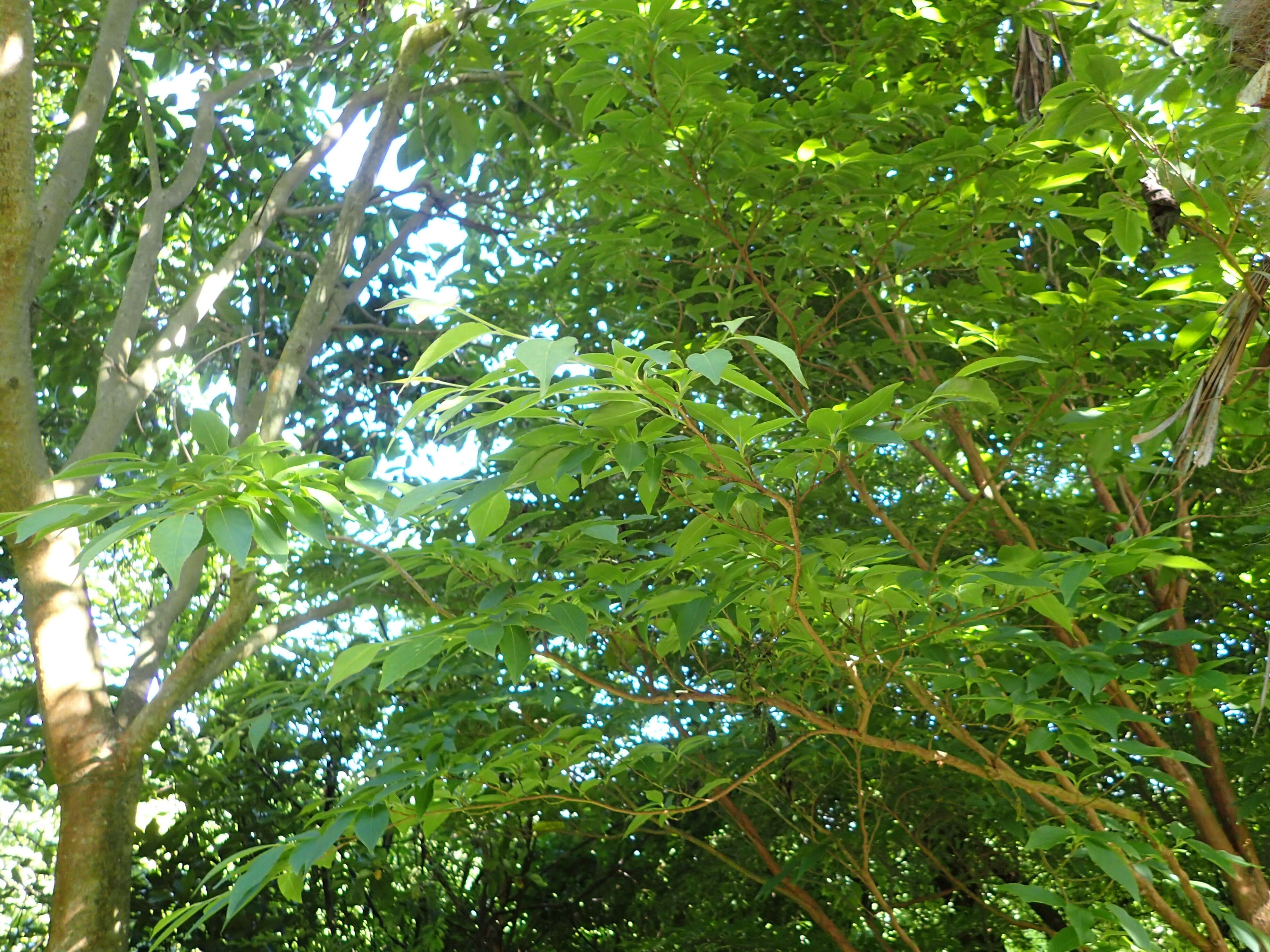 Imagem de Stewartia monadelpha Siebold & Zucc.