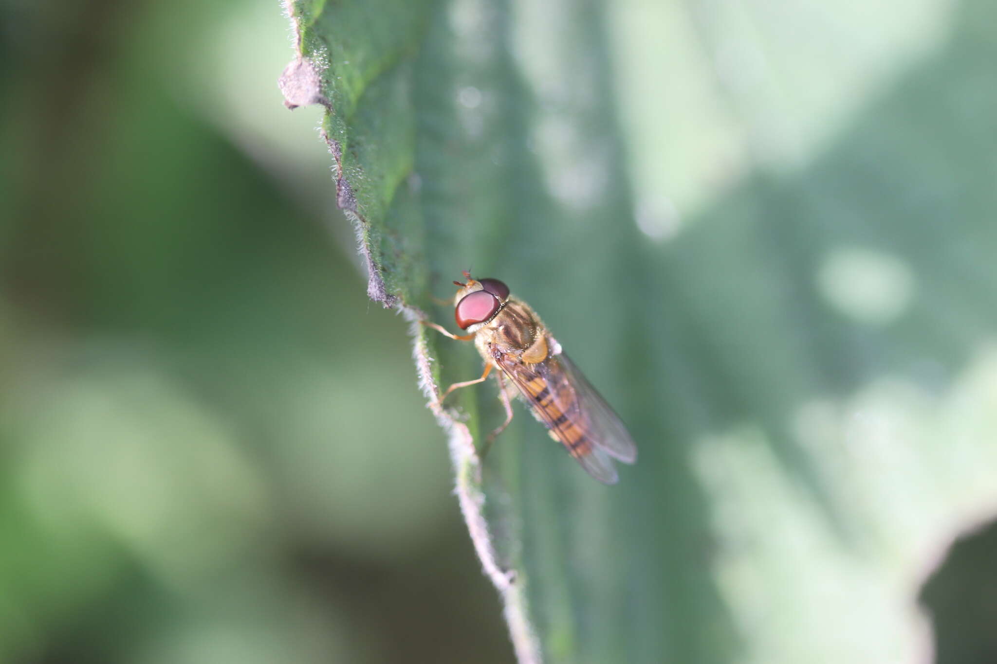 Image of Marmalade hoverfly