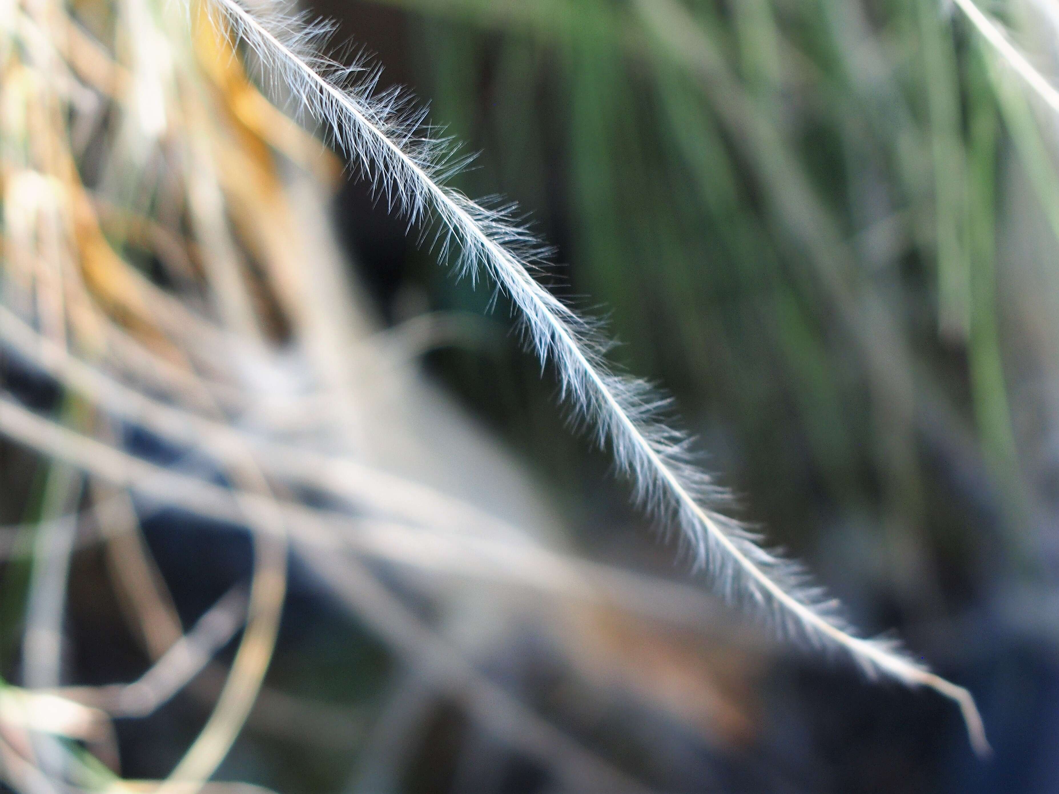 Plancia ëd Stipa lessingiana Trin. & Rupr.