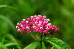 Image of swamp milkweed