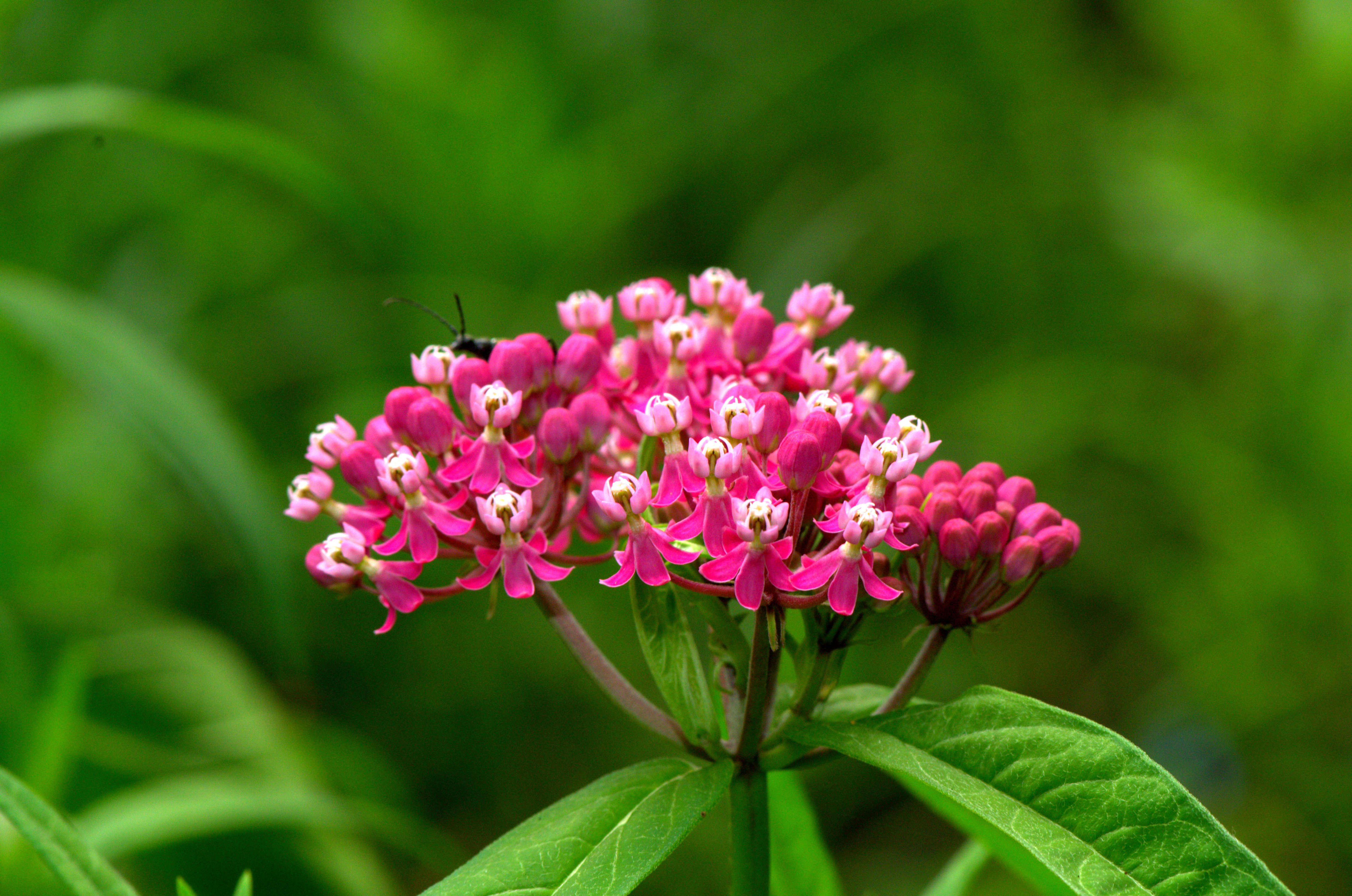 Imagem de Asclepias incarnata L.