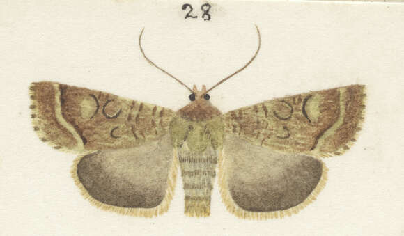 Image of Meterana levis Philpott 1905