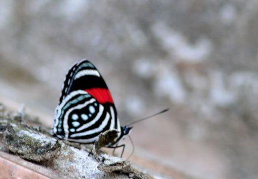 Image of <i>Callicore hesperis</i>