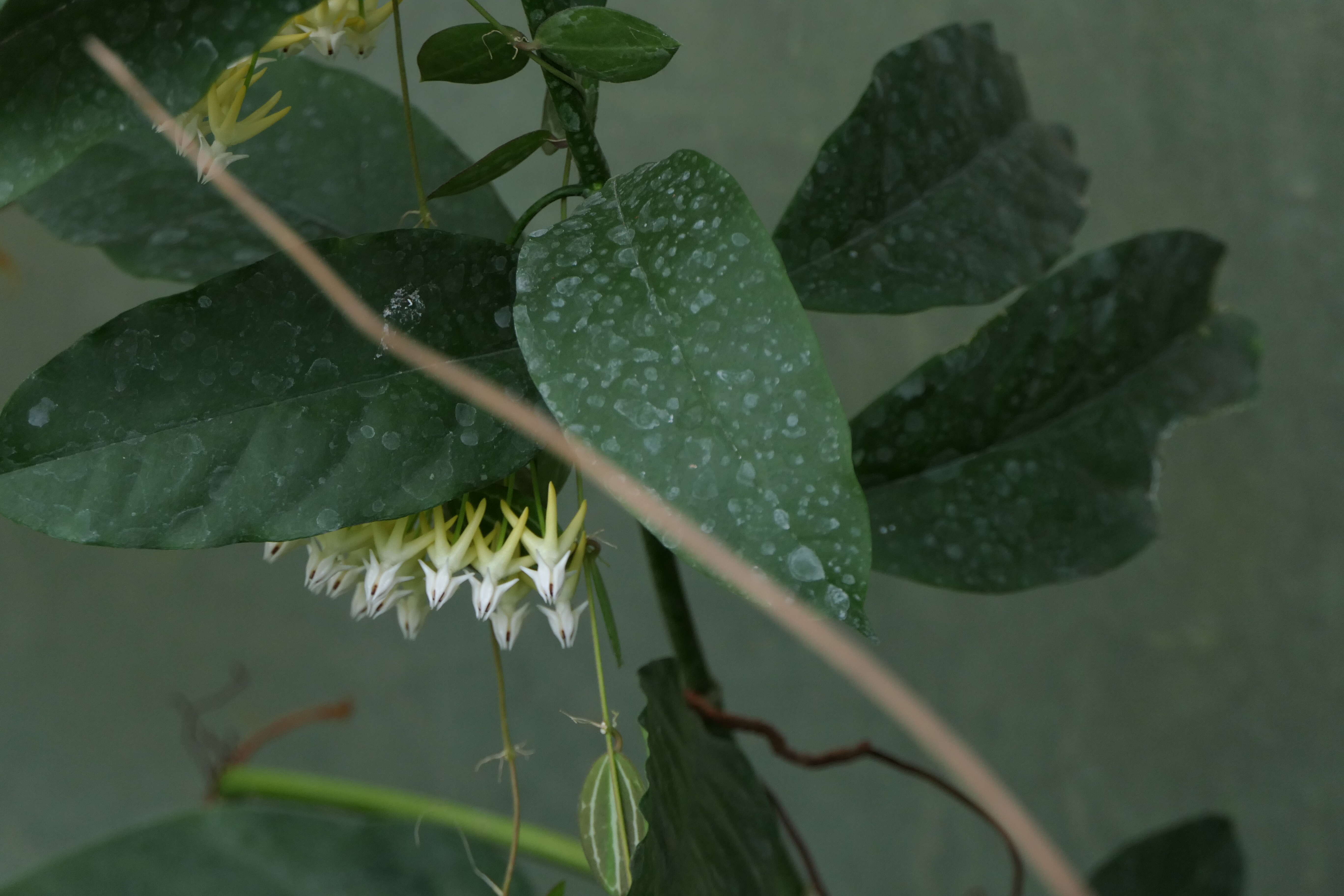 Слика од Hoya multiflora Bl.