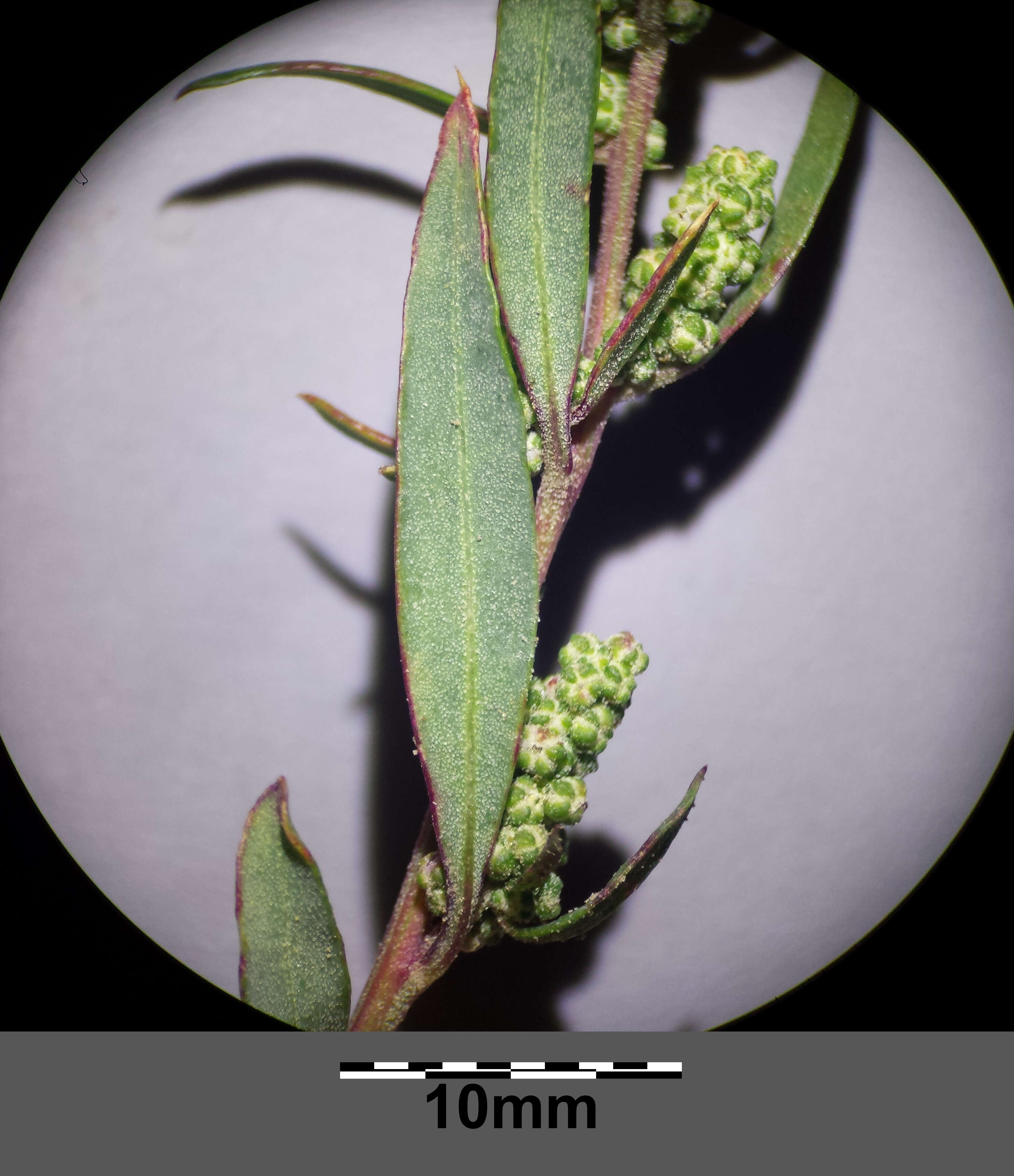 Plancia ëd Chenopodium strictum Roth