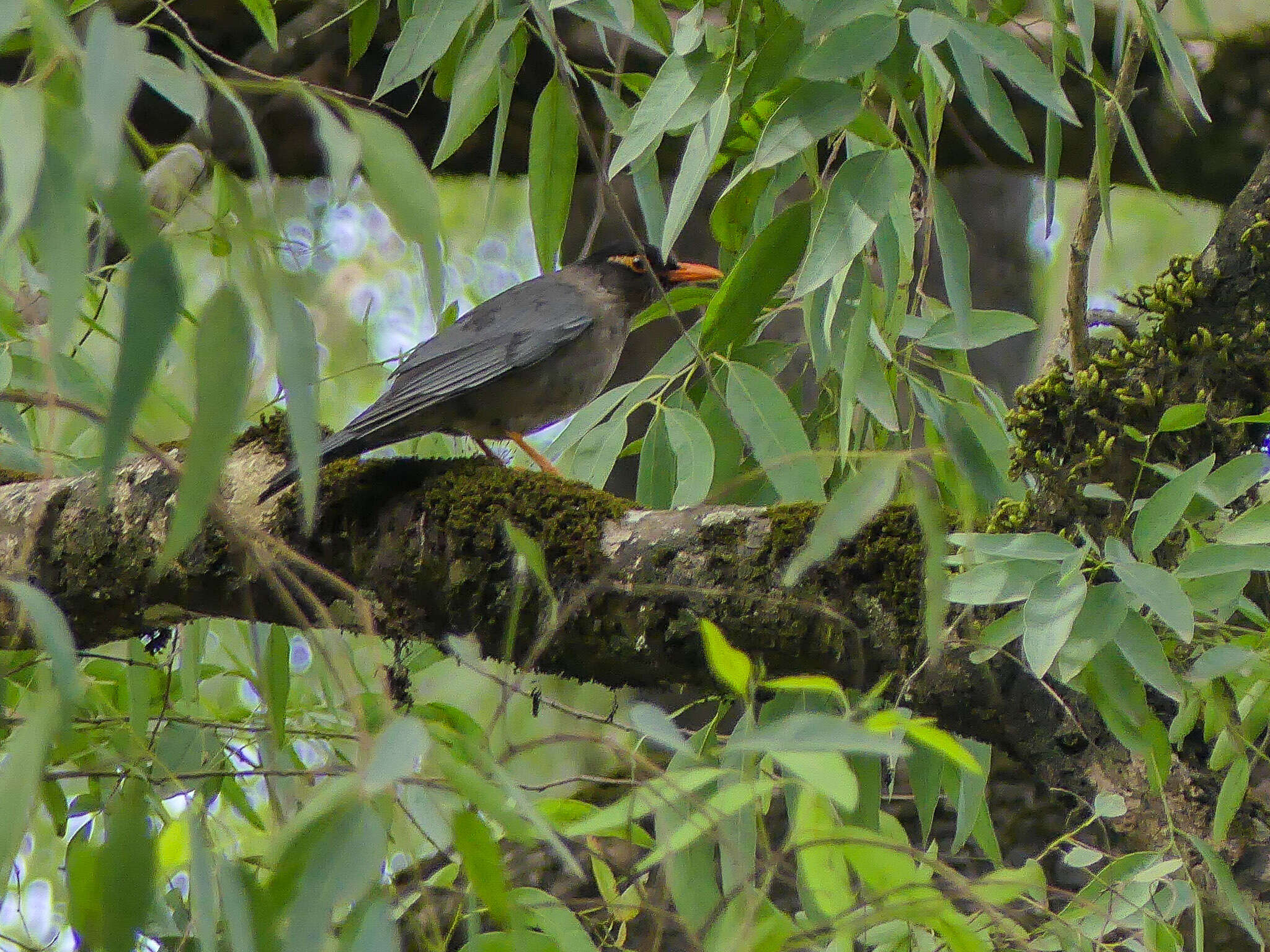 Image of Indian Blackbird