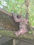 Image of Brown-throated Three-toed Sloth