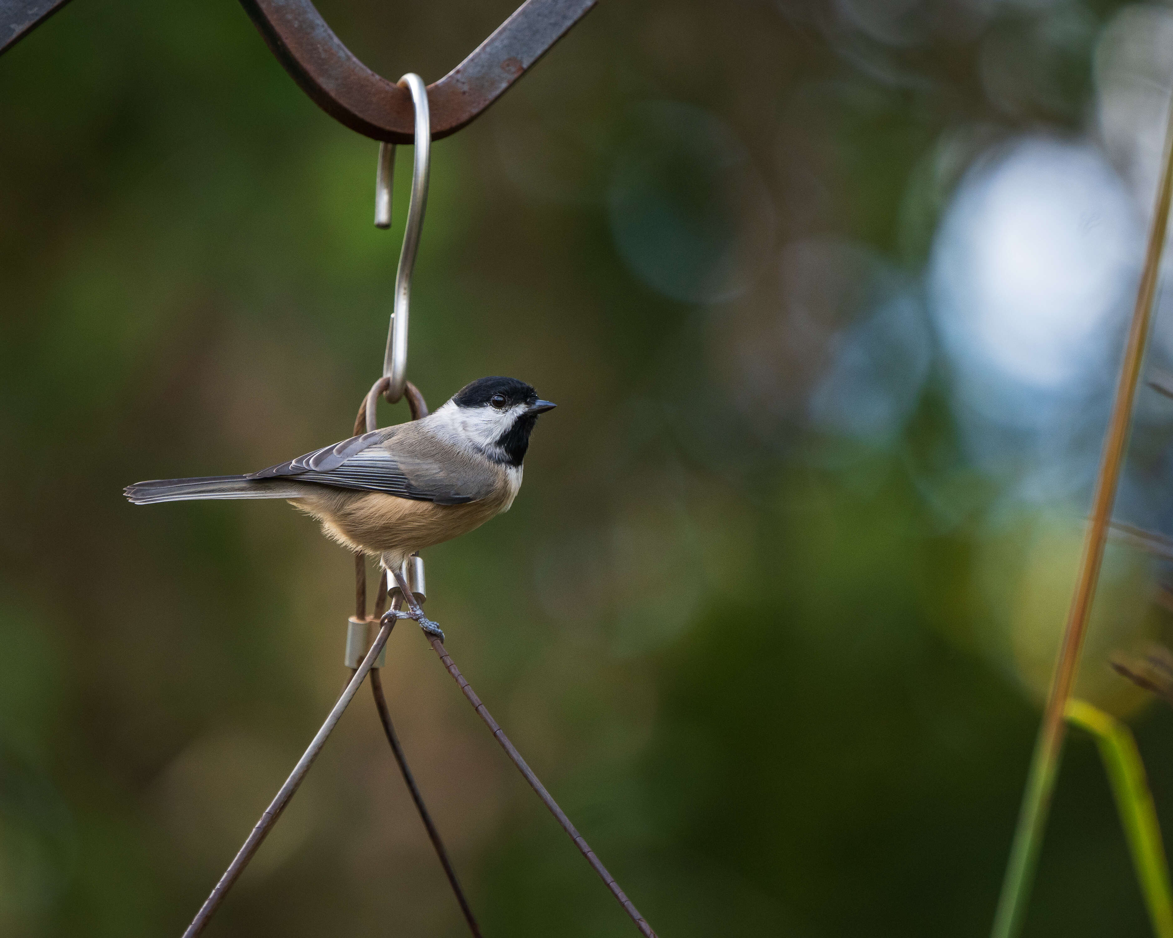 Image of Chickadee