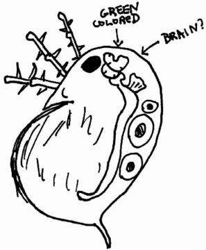 Image of Water Flea
