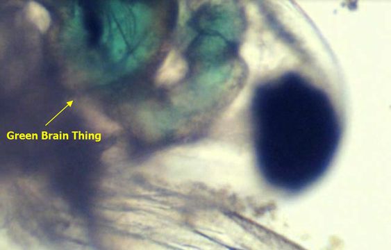 Image of Water Flea