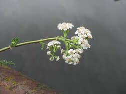 Image of Sneezeweed