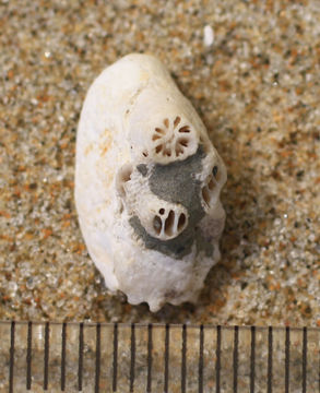 Image of <i>Monomyces rubrum</i> (Quoy & Gaimard 1833)