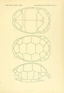 Слика од Chelonoidis microphyes (Günther 1875)