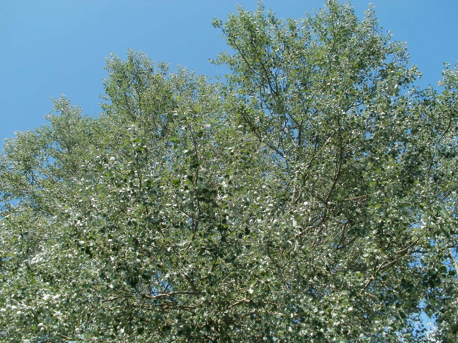 Image of White Poplar