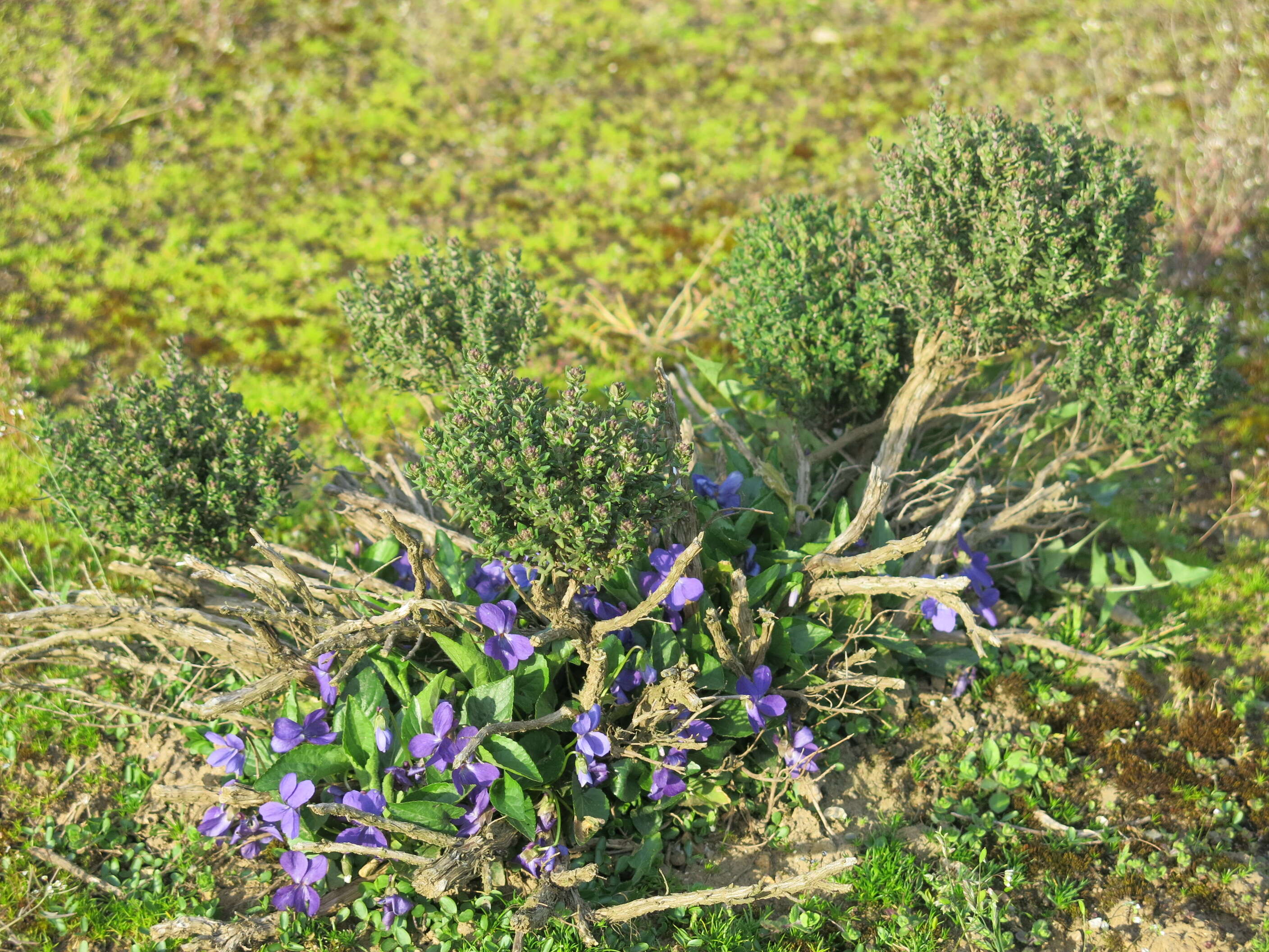 Image of sweet violet