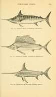 Image of Sailfishes