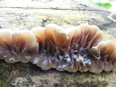 Image of Auricularia mesenterica (Dicks.) Pers. 1822