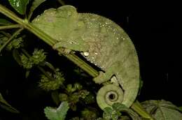 Image of Malagasy Giant Chameleon