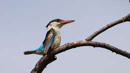 Image of Striped Kingfisher