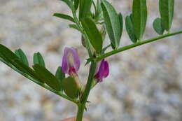 Image of Common Vetch