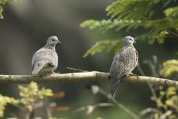 Image of Pink-spotted Fruit Dove