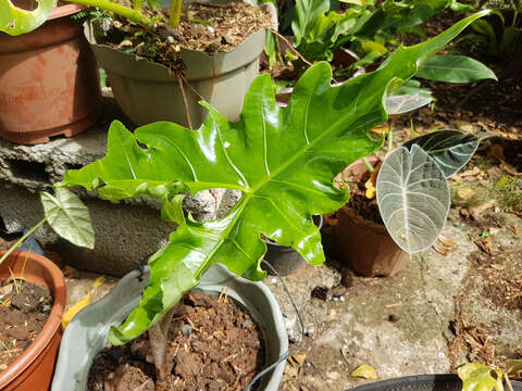 Image of Alocasia nycteris Medecilo, G. C. Yao & Madulid