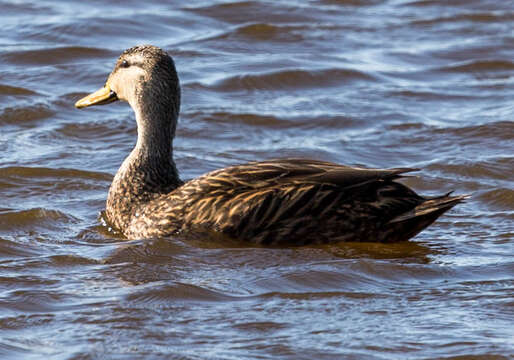 Image of Florida duck