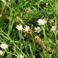 Imagem de Symphyotrichum potosinum (A. Gray) G. L. Nesom