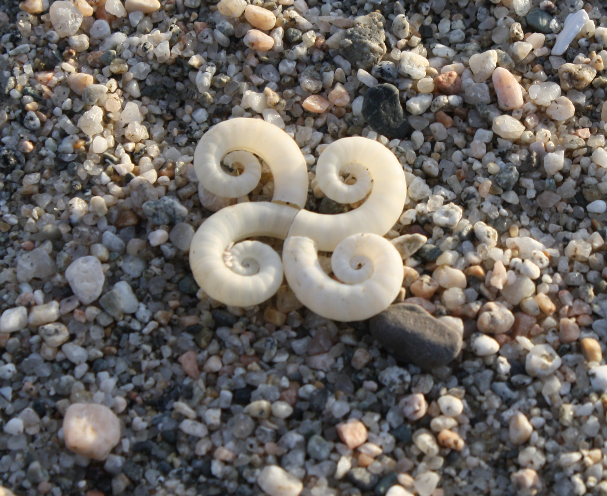 Image of ram's horn squid