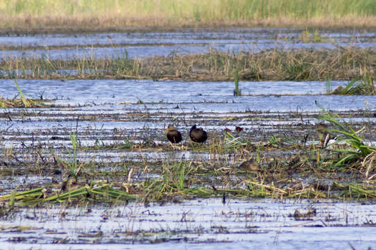 Image de Canard brun